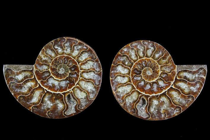 Cut & Polished Ammonite Fossil - Agatized #78379